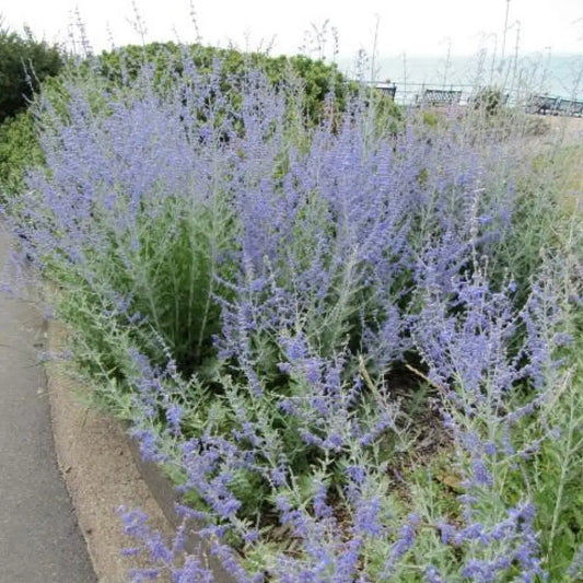 Blue Jean Baby Russian Sage Perennial