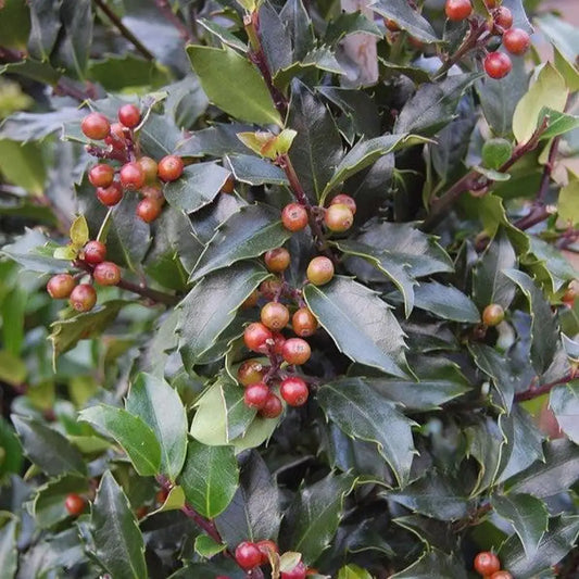 Blue Maid Holly Shrub