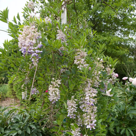 Blue Moon Wisteria 2 GALLON Vine