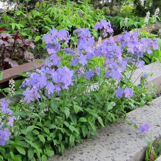 Blue Moon Woodland Phlox 1 GALLON Perennial