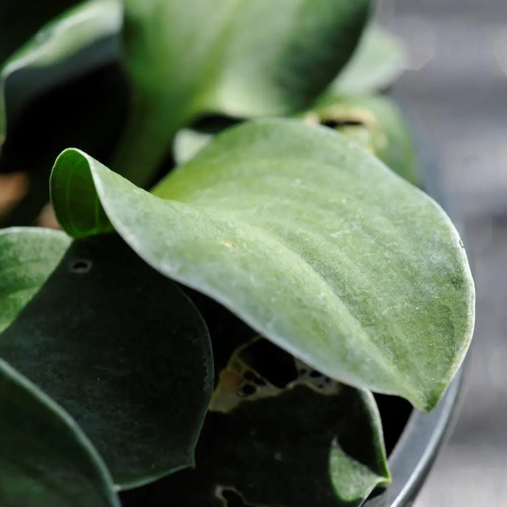 Blue Mouse Ears Hosta 1 GALLON Perennial