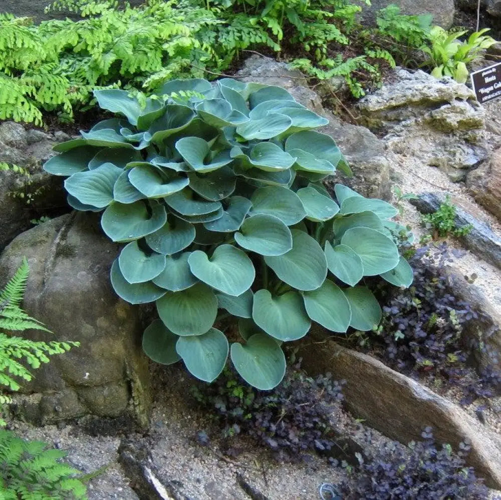 Blue Mouse Ears Hosta 1 GALLON Perennial