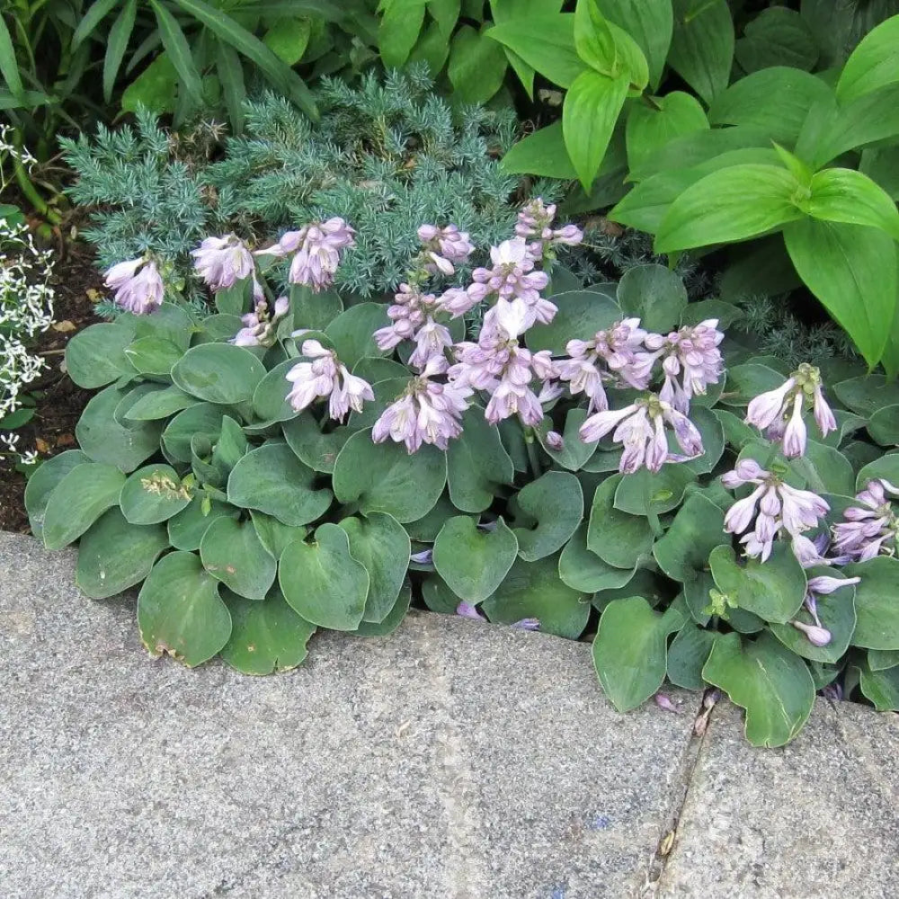 Blue Mouse Ears Hosta 1 GALLON Perennial