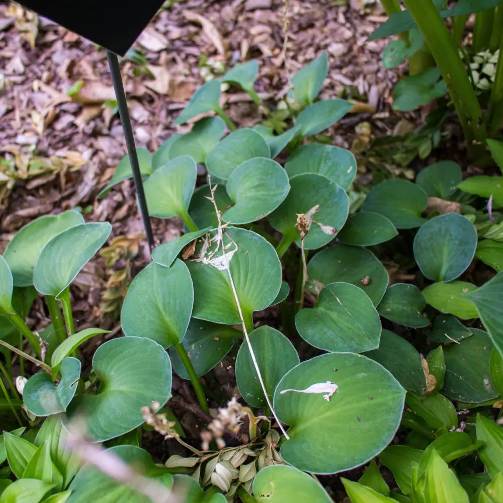 Blue Mouse Ears Hosta 1 GALLON Perennial
