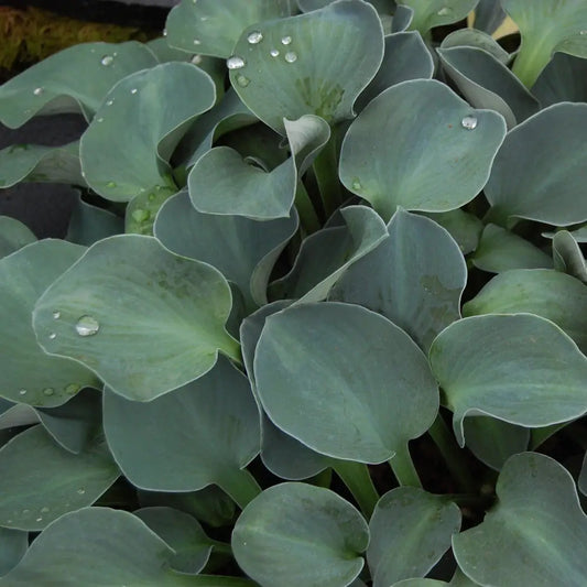 Blue Mouse Ears Hosta 1 GALLON Perennial