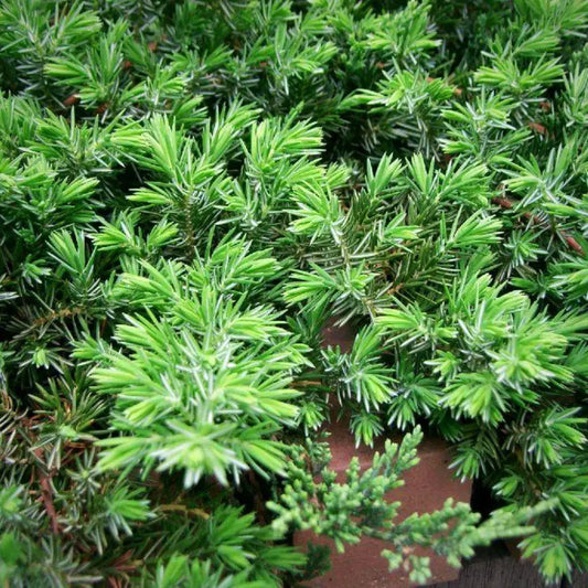 Blue Pacific Shore Juniper Shrub