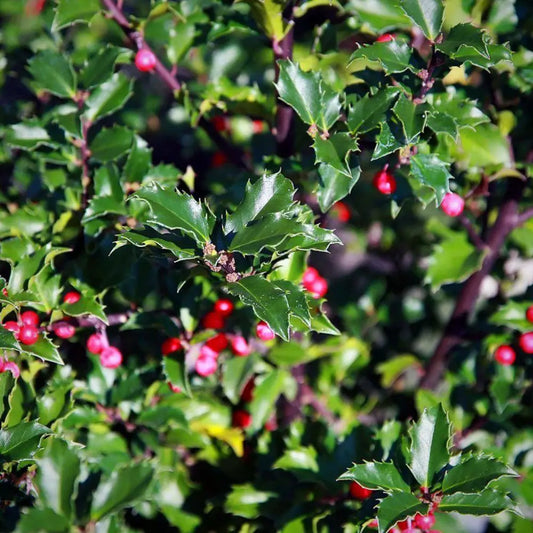 Blue Princess Holly Shrub