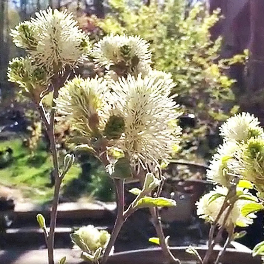 Blue Shadow Fothergilla Shrub