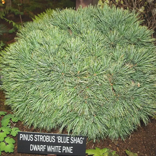 Blue Shag White Pine Conifer