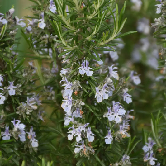 Blue Spires Rosemary Shrub