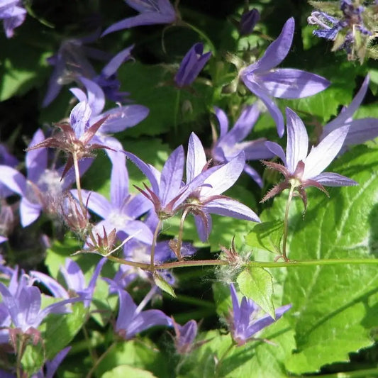 Blue Waterfall Bellflower 1 GALLON Perennial