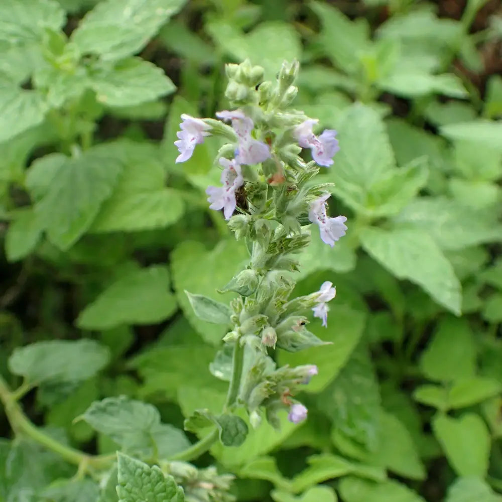 Blue Wonder Catmint Perennial