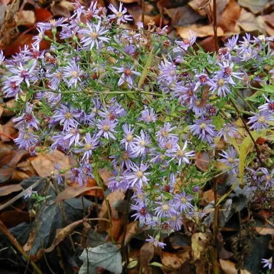 Blue Wood Aster 1 GALLON Perennial