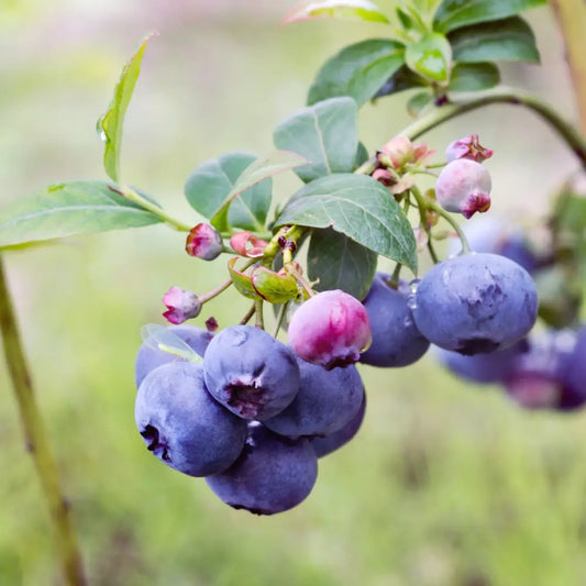 Bluecrop Highbush Blueberry Shrub