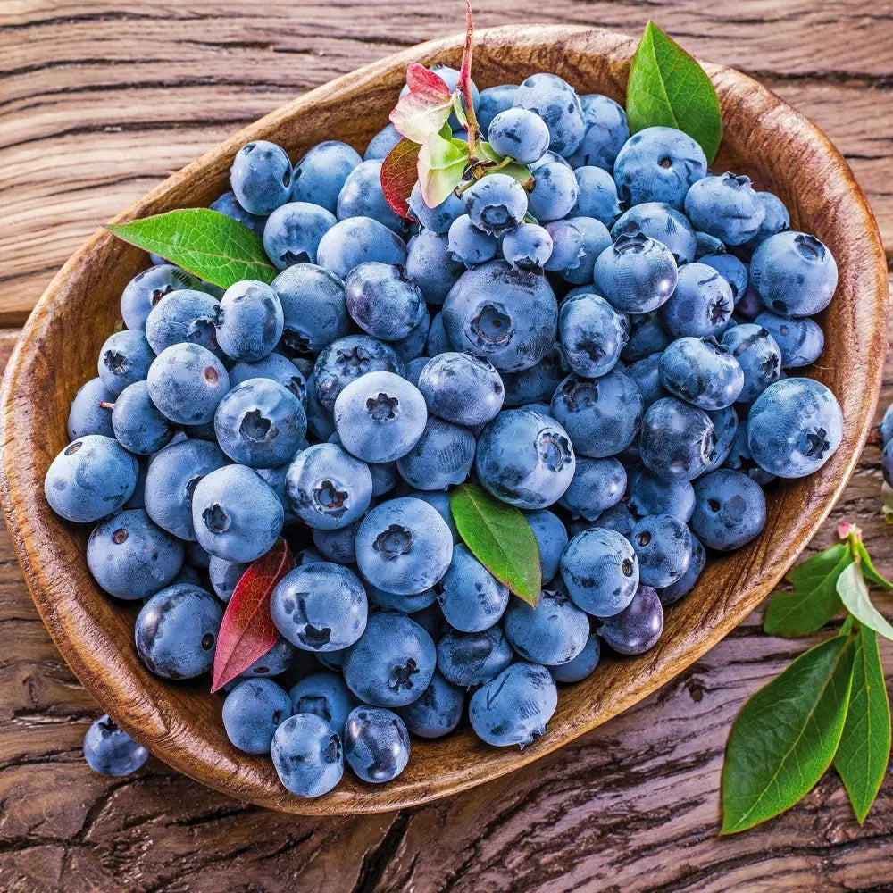 Blueray Blueberry Shrub