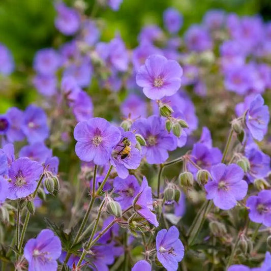 Boom Chocolatta Cranesbill 1 GALLON Perennial