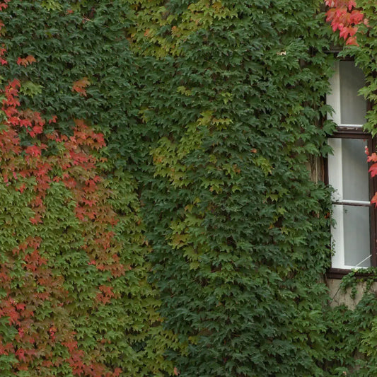 Boston Ivy Vine