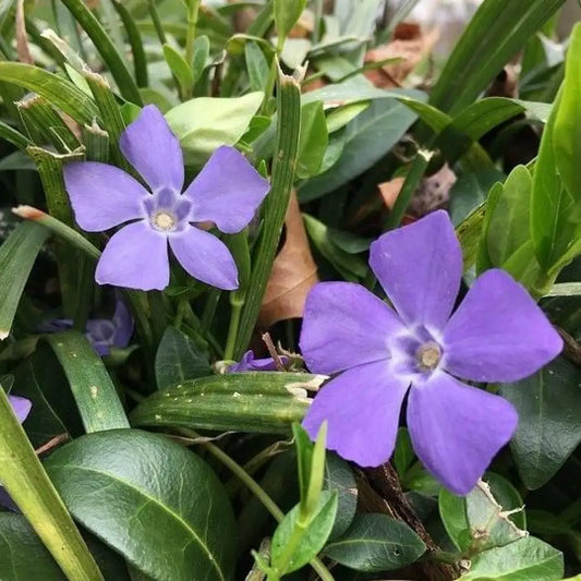 Bowles Periwinkle 1 GALLON Perennial