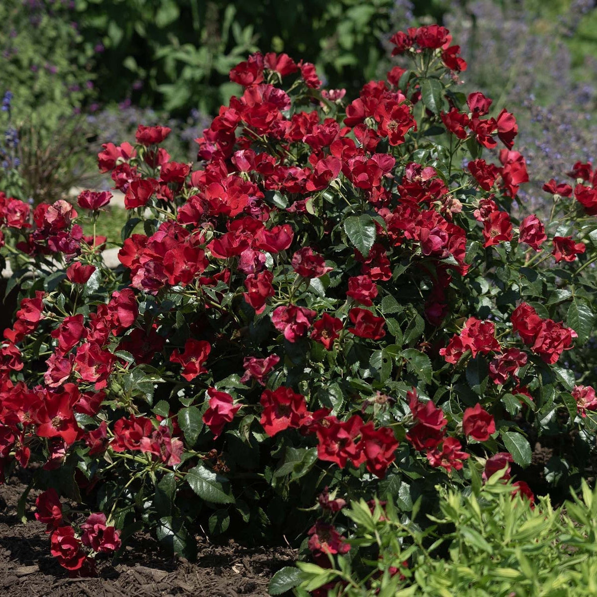Rosa 'Meidelvega'  - Scarlet Drift® Rose