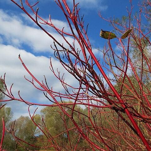 Cardinal Dogwood