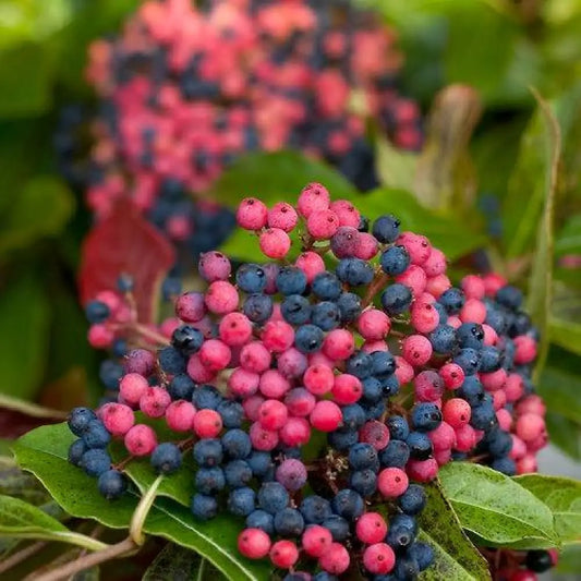Brandywine™ Viburnum 3 GALLON Shrub