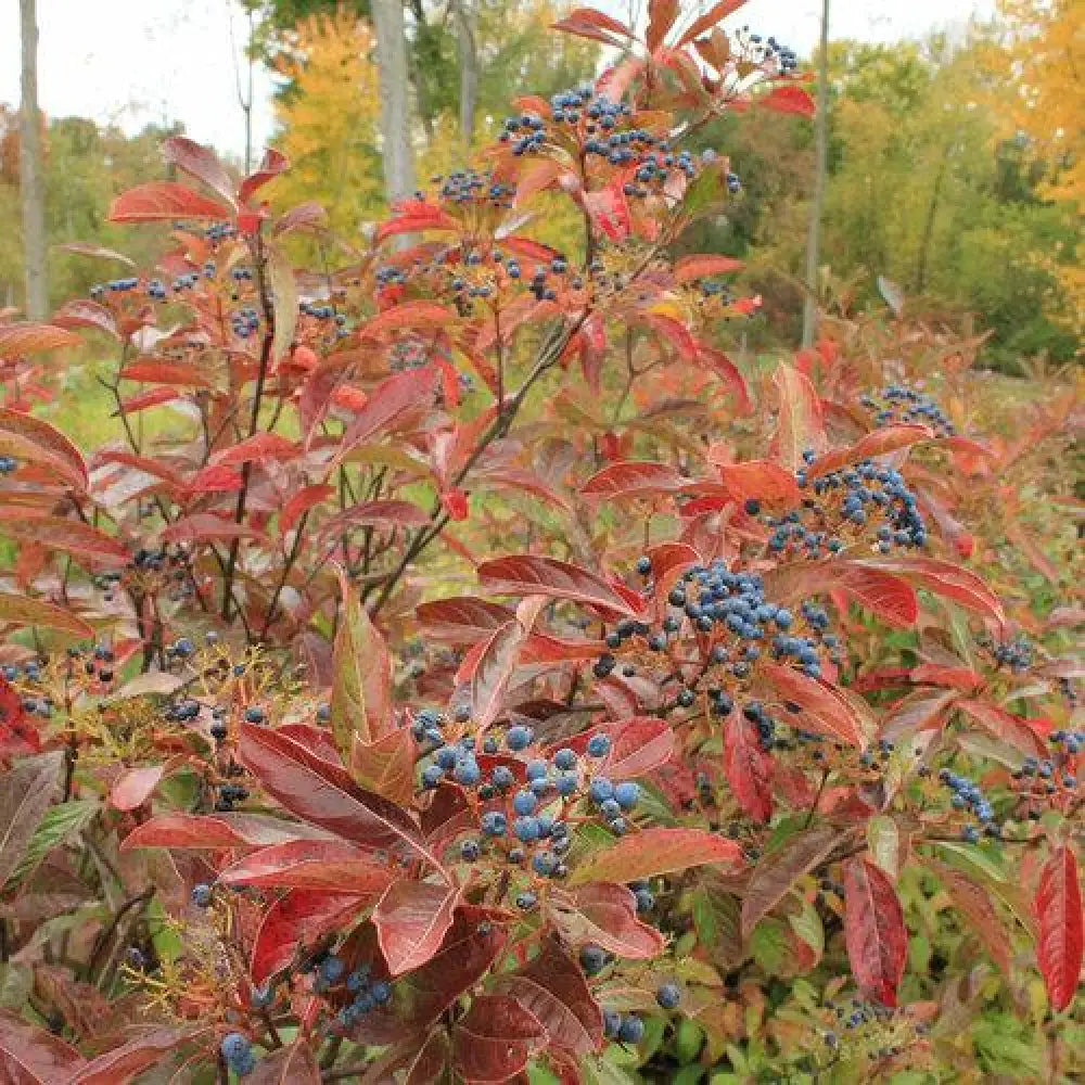 Brandywine™ Viburnum 3 GALLON Shrub