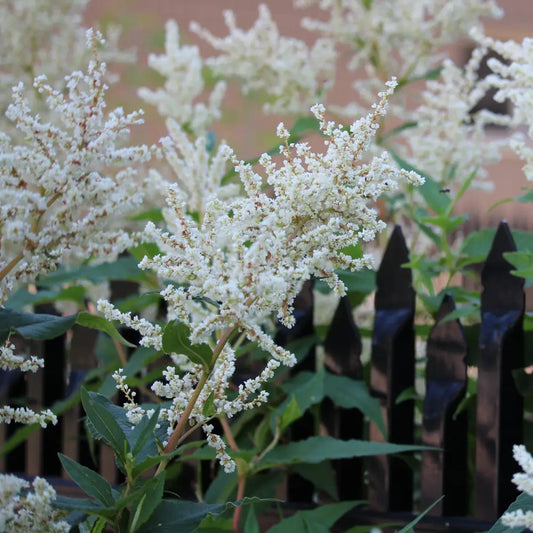 Bridal Veil Astilbe Perennial