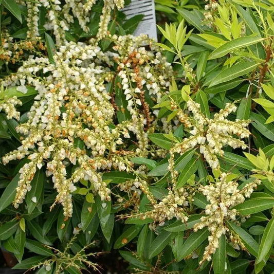 Brouwer’s Beauty Pieris Shrub