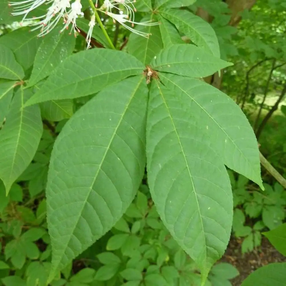 Buckeye Bottlebrush Shrub