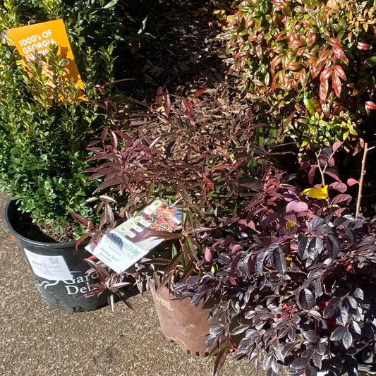 Burning Love™ Leucothoe 2 GALLON Shrub