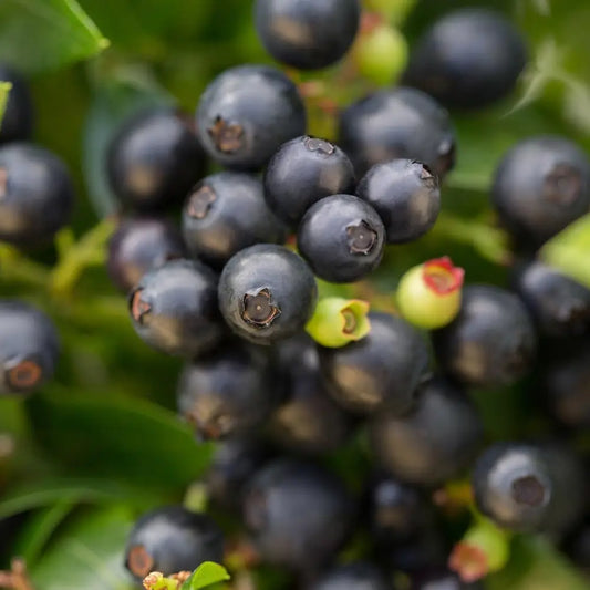 Bushel and Berry® BerryBux® Blueberry 2 GALLON Shrub