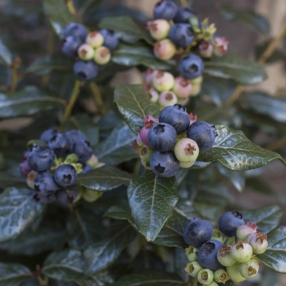 Bushel and Berry® Perpetua® Blueberry 2 GALLON Shrub