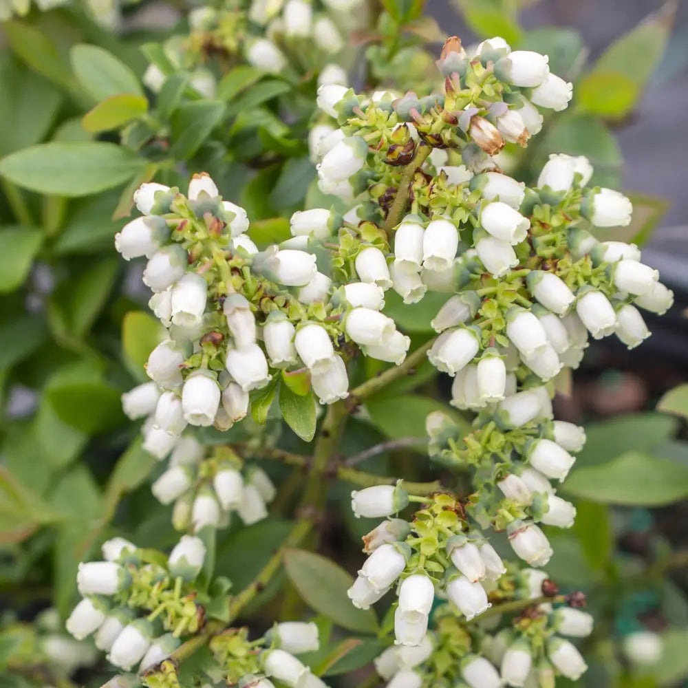 Bushel and Berry® Perpetua® Blueberry 2 GALLON Shrub