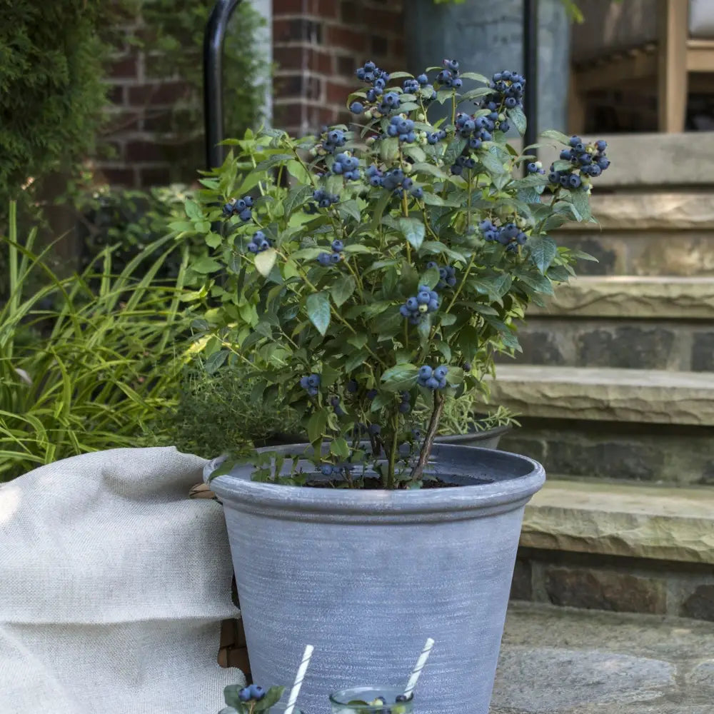 Bushel and Berry® Perpetua® Blueberry 2 GALLON Shrub