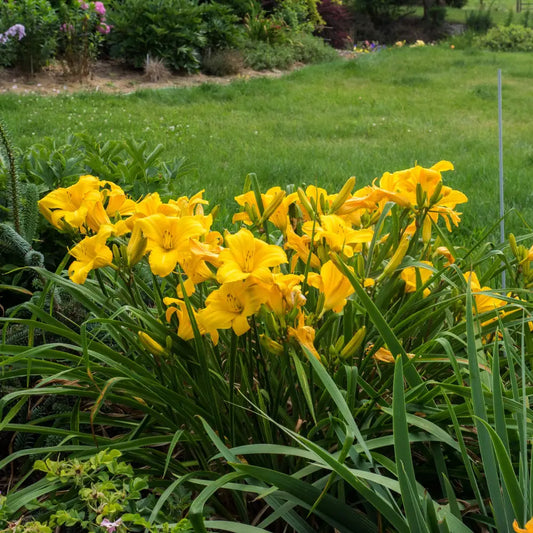 Buttered Popcorn Daylily 1 GALLON Perennial