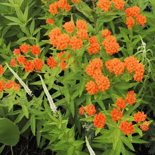 Butterfly Weed 1 GALLON Perennial