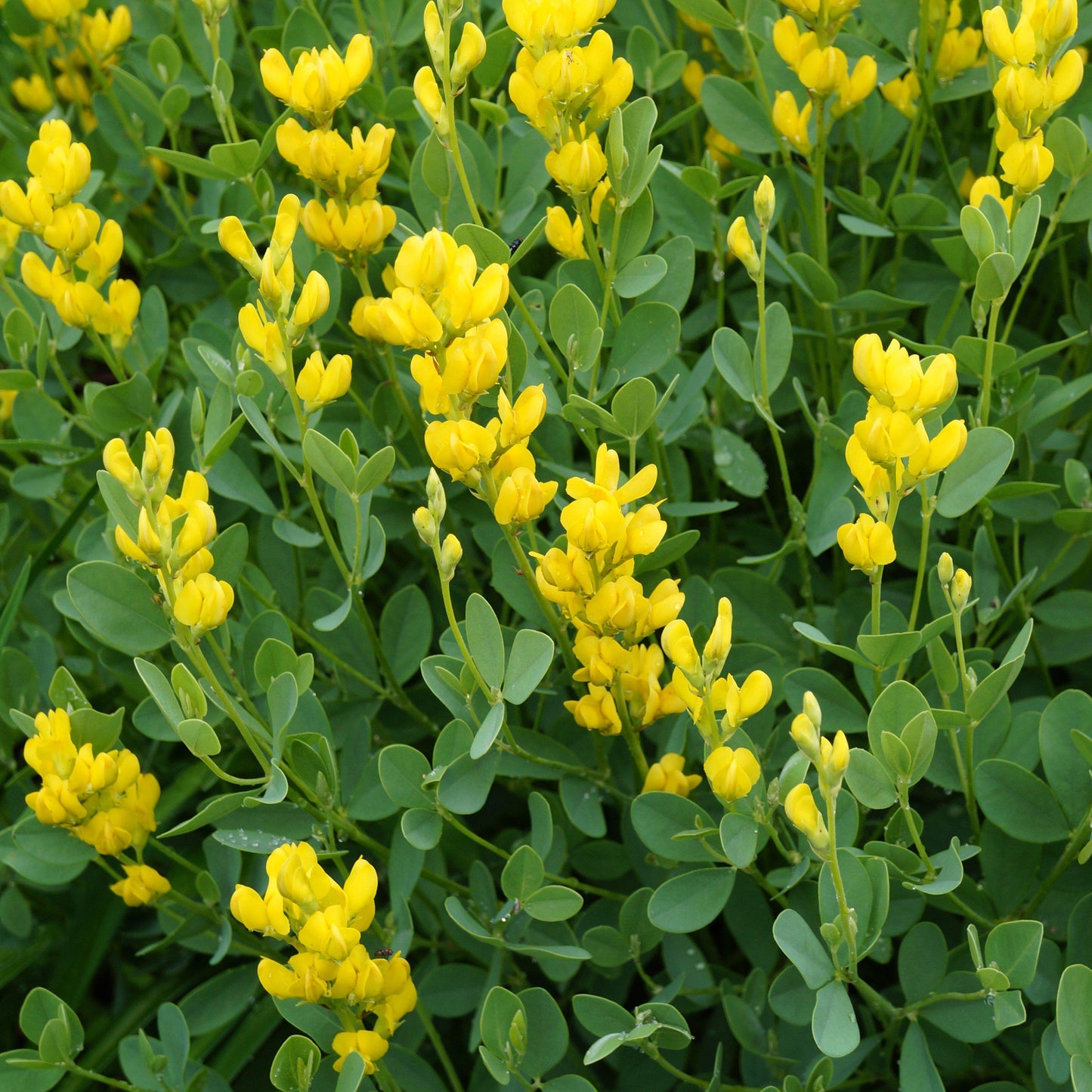 Baptisia australis 'American Goldfinch'  - American Goldenfinch False Indigo