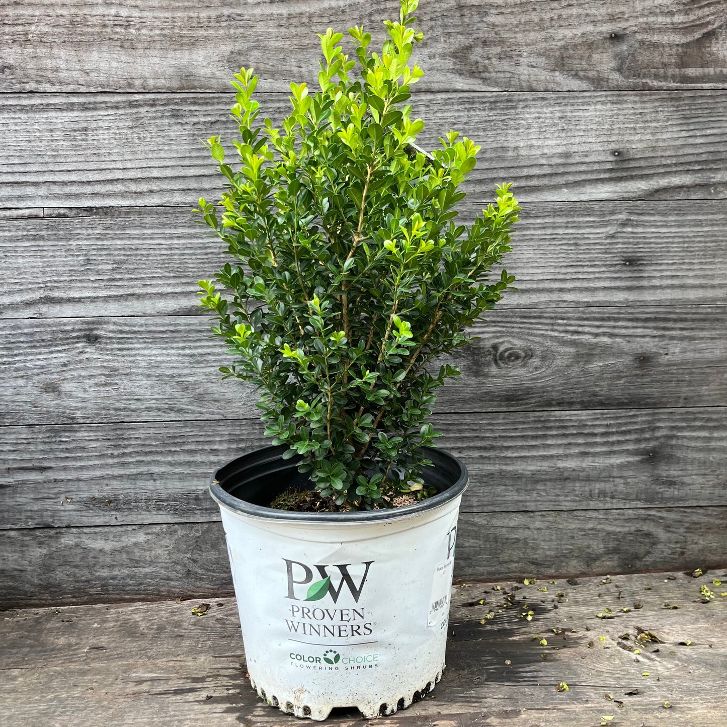 Sprinter® Boxwood