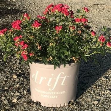 Red Drift® Rose