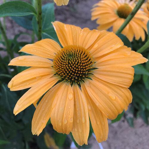 Echinacea 'One in a Melon'  - Color Coded® One in a Melon Echinacea