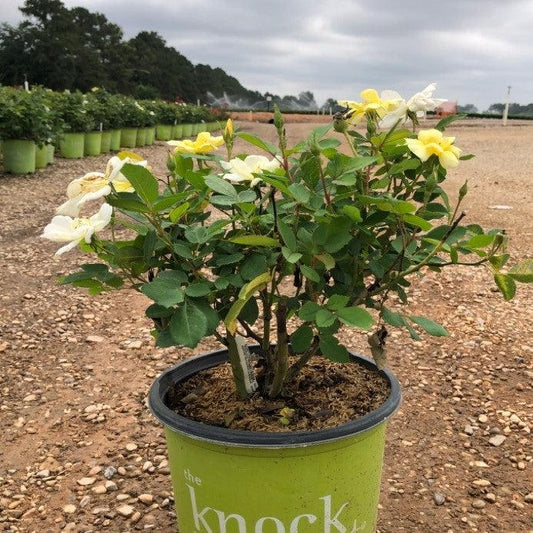 Sunny Knock Out® Rose