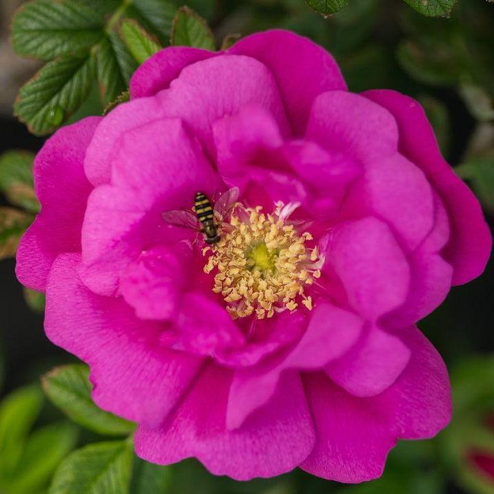 Rosa rugosa 'BOC rogosnif'  - Lotty's Love™ Rose