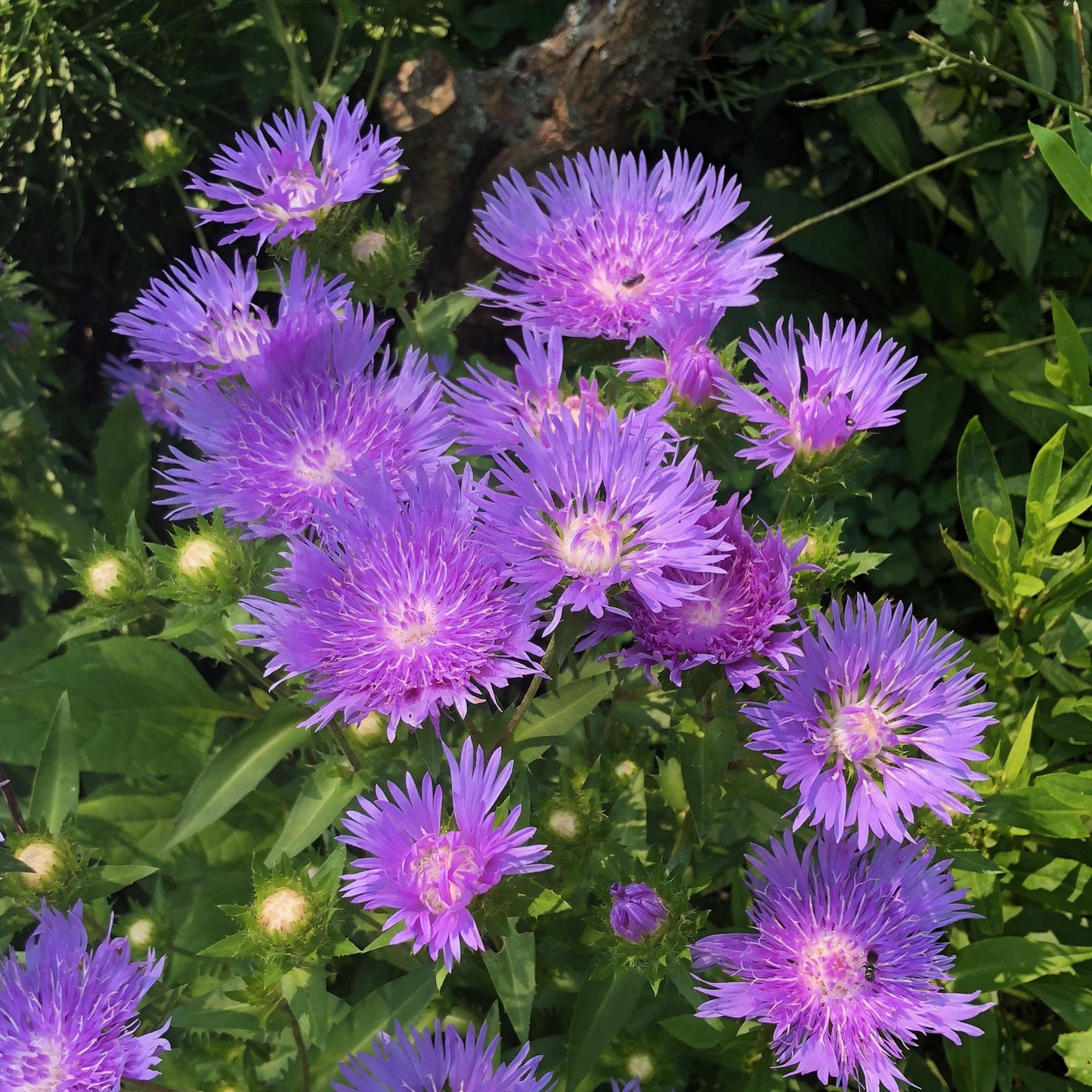Stokesia laevis 'Mel's Blue'  - Mel's Blue Stokes' Aster