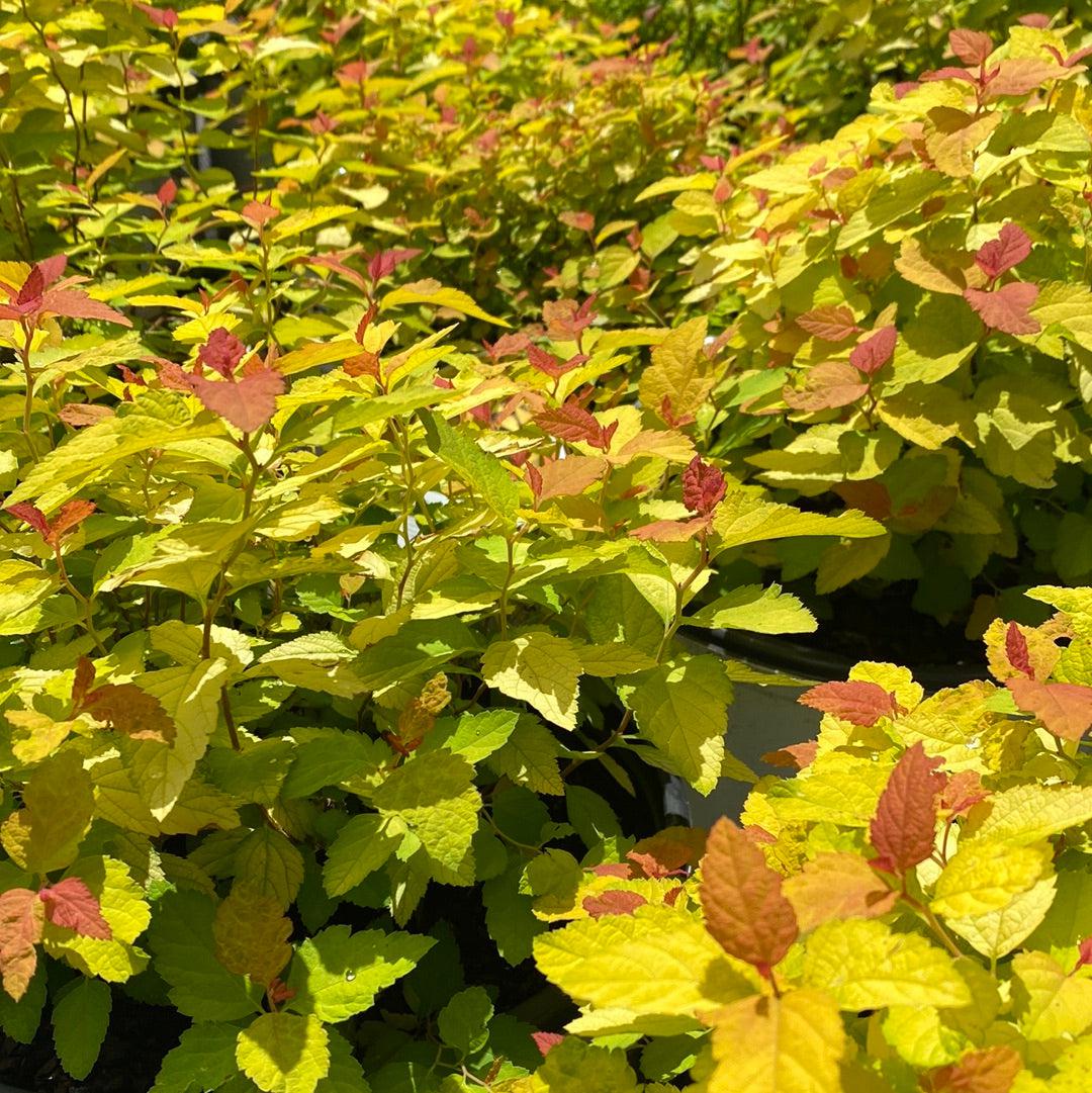Double Play® Candy Corn® Spirea