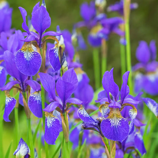 Caesar’s Brother Siberian Iris 1 GALLON Perennial