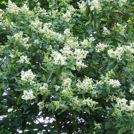 California Privet 3 GALLON Shrub