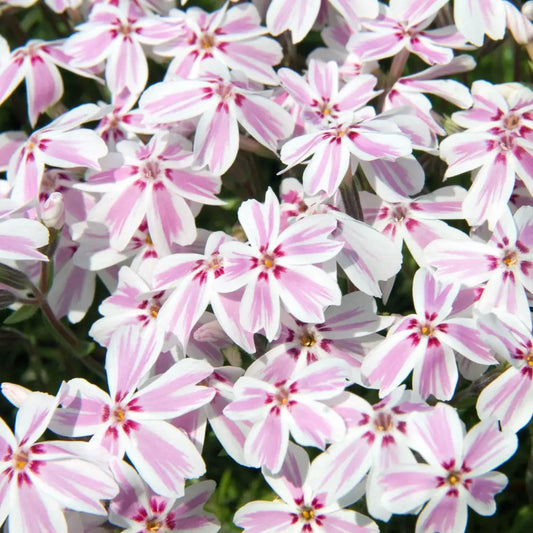 Candy Stripes Creeping Phlox 1 GALLON Perennial