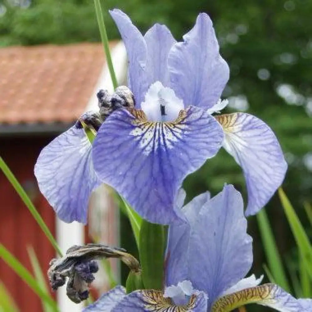 Cape Cod Boys Siberian Iris 1 GALLON Perennial