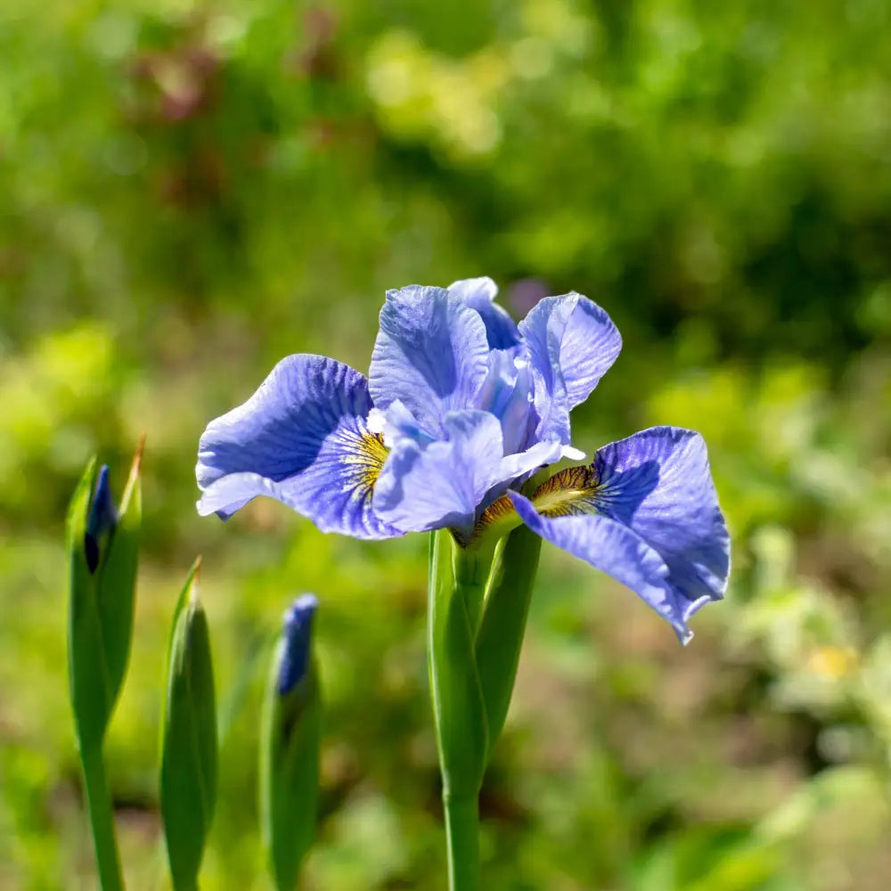 Cape Cod Boys Siberian Iris 1 GALLON Perennial
