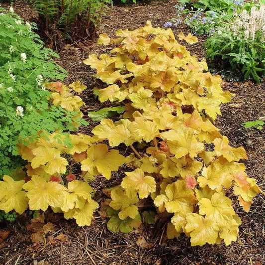 Caramel Coral Bells Heuchera 1 GALLON Perennial